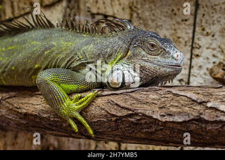 A Green iguana (Iguana iguana) is sitting on a piece of wood. Stock Photo