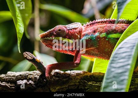 A Panther chameleon (Furcifer pardalis) walking on a branch of a tree with green leafes. Stock Photo
