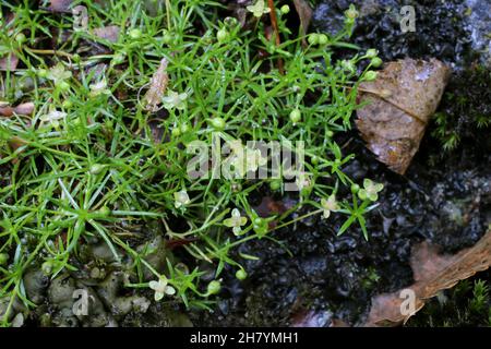 Sagina procumbens, Procumbent Pearlwort, Caryophyllaceae. Wild plant shot in summer. Stock Photo