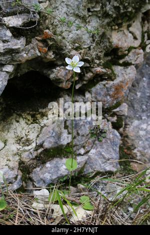 Parnassia palustris, Grass Of Parnassus, Parnassiaceae. Wild plant shot in summer. Stock Photo