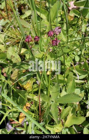 Comarum palustre, Potentilla palustris, Marsh Cinquefoil, Rosaceae. Wild plant shot in summer. Stock Photo