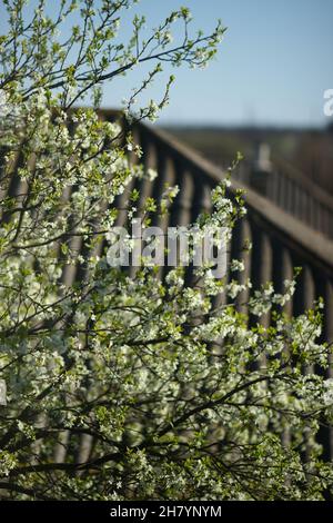 Flowering plum tree in the garden against the slate roof of a rural house. Stock Photo