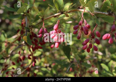 Berberis vulgaris, Barberry, Berberidaceae. Wild plant shot in summer. Stock Photo