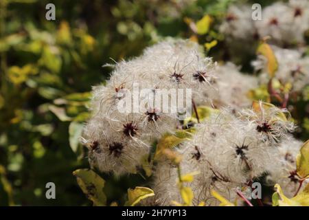 Clematis vitalba, Traveller's-Joy, Old Man's Beard, Ranunculaceae. Wild plant shot in summer. Stock Photo
