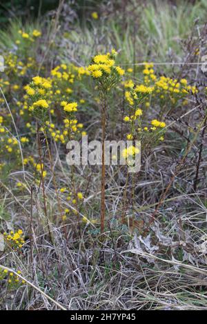 Galatella linosyris, Aster linosyris, Goldilocks Aster, Compositae. Wild plant shot in summer. Stock Photo