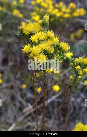 Galatella linosyris, Aster linosyris, Goldilocks Aster, Compositae. Wild plant shot in summer. Stock Photo