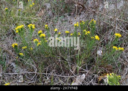 Galatella linosyris, Aster linosyris, Goldilocks Aster, Compositae. Wild plant shot in summer. Stock Photo