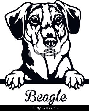 Beagle Peeking Dog - head isolated on white - vector stock Stock Vector