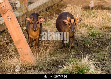 Small Chinese muntjaki in a zoo, an animal with small horns. new Stock Photo