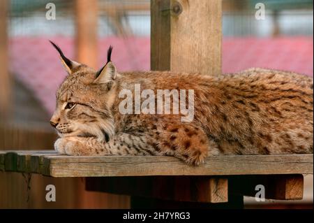 Turkestan lynx in the zoo, a beautiful predator, captivity. Stock Photo