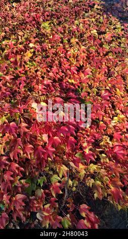Texture from grape leaves on the wall Stock Photo