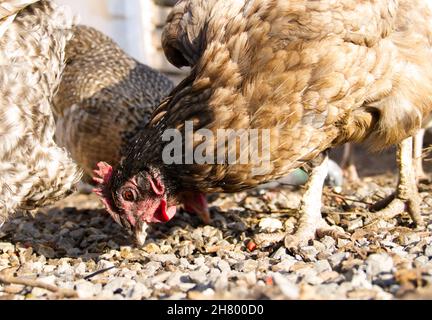 Free-roaming farm chickens scratching and pecking in the gravel for their food Stock Photo