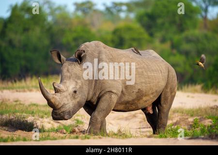 White rhinoceros, square-lipped rhinoceros or rhino (Ceratotherium simum) abd red-billed oxpecker (Buphagus erythrorynchus). Mpumalanga. South Africa.