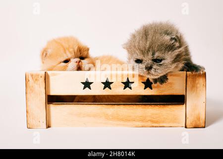 two exotic cat isolated in white background two weeks old Stock Photo