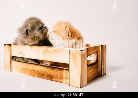 two exotic cat isolated in white background two weeks old Stock Photo
