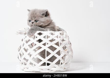 cute small grey exotic persian cat with shorthair in a basket Stock Photo