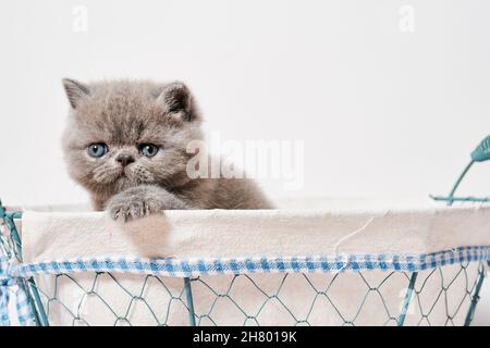 cute small grey exotic persian cat with shorthair in a basket Stock Photo