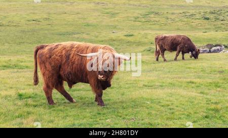 Large male yak on a pasture in the Italian Alps Stock Photo