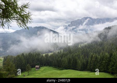 Fog in a pine forest near the Dolomites after rain Stock Photo