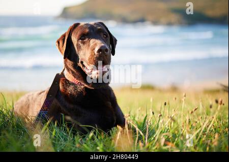 Brown Labrador Retriever in collar lying on grassy ground on shore of waving sea in sunlight Stock Photo
