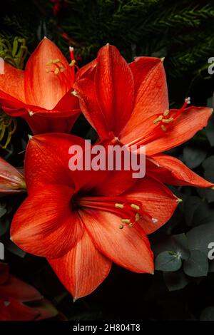 Bright red Amaryllis flower bloom as part of a seasonal flower bouquet - Leuchtend rote Amaryllis Blüten in einem Blumenstrauss, Hippeastrum-Hybride