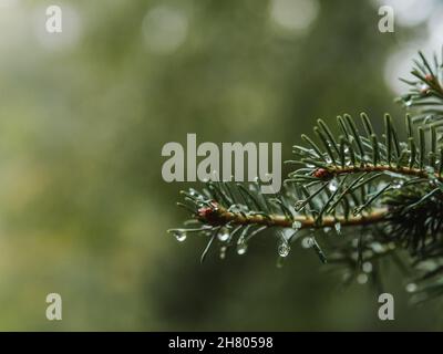Twigs of spruce with pure drops of water on needles against blurred green plants Stock Photo