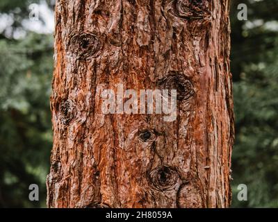 Textured surface of rough bark on pine tree trunk growing among plants in botanic park Stock Photo