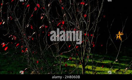 Brunswick, Germany. 25th Nov, 2021. Autumn colored leaves of a blood plum and a fallen maple leaf glow in the grazing light of the sun in a garden. Credit: Stefan Jaitner/dpa/Alamy Live News Stock Photo