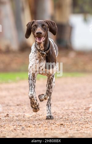 Cute German shorthaired pointer dog with black spotted fur running on park with opened mouth against blurred background in city Stock Photo