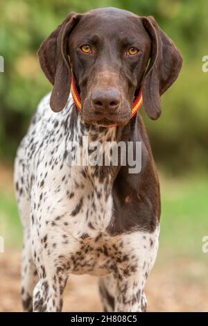 German outlet Shorthaired Pointer - with Black spots (IN STOCK)