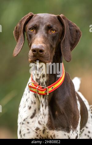 German Shorthaired Pointer - authentic with Black spots (IN STOCK)