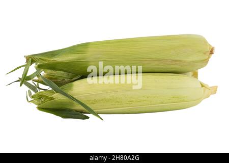 fresh corn ears with green leaves isolated on white background, heap of raw corn cobs with husk, side view Stock Photo