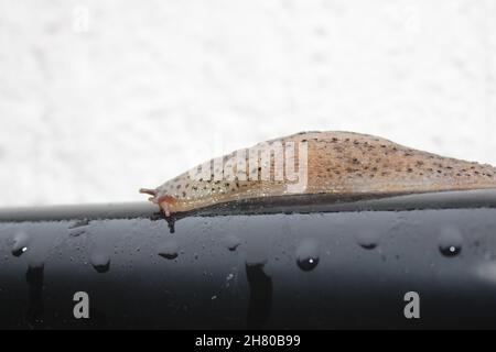 tiger slug in the garden Stock Photo