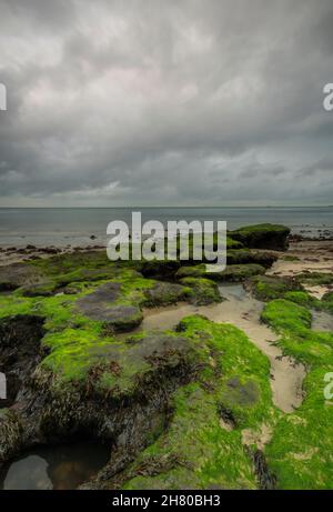 isle of wight coastline with seaweed covered rocks on shoreline, atmospheric moody seascape of the coast on the isle of wight, low tide seaweed beach. Stock Photo