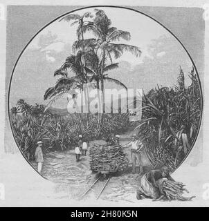 A Sugar-cane Plantation. Fiji 1890 old antique vintage print picture Stock Photo