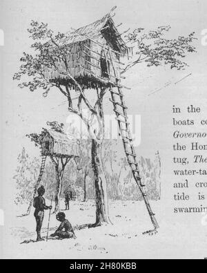 A Tree House New Guinea 10 Old Antique Vintage Print Picture Stock Photo Alamy