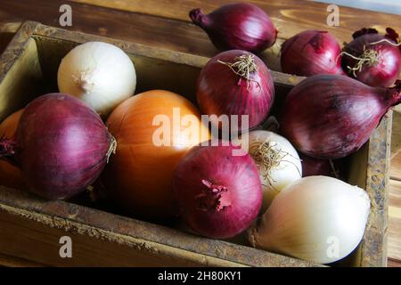Closeup of isolated mixed various white, red purple , golden fresh raw natural whole onion bulbs in rustic old wood box on wooden table Stock Photo