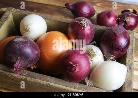 Closeup of isolated mixed various white, red purple , golden fresh raw natural whole onion bulbs in rustic old wood box on wooden table Stock Photo