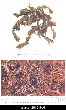 IRELAND.Laver(Porphyra laciniata);Carragheen Irish Moss(Chondrus crispus) 1936 Stock Photo
