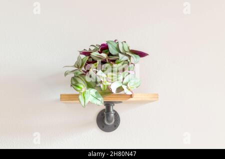 Houseplant called Wandering Jew, Wandering Dude, Inch Plant, Spiderwort or Tradescantia Zebrina Stock Photo