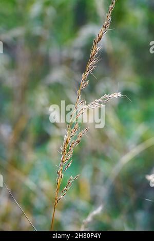 Vertical shot of Indiangrass (Sorghastrum nutans) on the blurred background Stock Photo