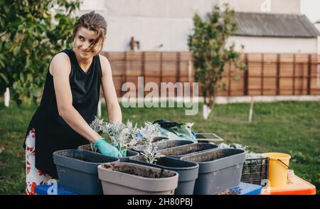 Portrait of a woman planting basil herb into flowerpot on table in garden. Gardening in spring Stock Photo