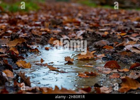 frozen puddle in winter with autumn leaves Stock Photo