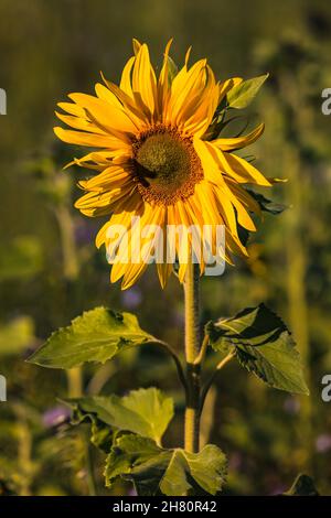 A single striking sunflower stands isolated in front of a sunflower and purple flowers Stock Photo