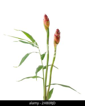 ginger leaves with flower, closeup view of zingiber officinale or eating ginger, green foliage on white background, closeup Stock Photo