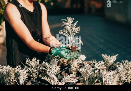 Gardener in blue gloves planting flower into flowerpot. Gardening at spring. Stock Photo
