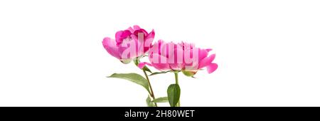 Two pink peonies isolated on white background. Floral wide panoramic banner design Stock Photo