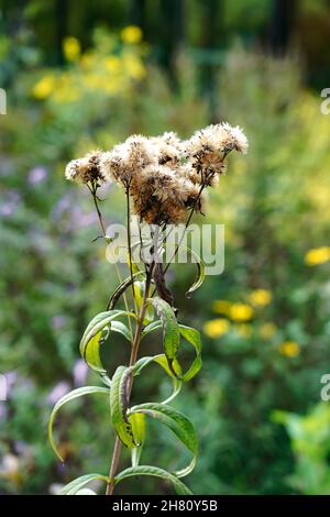 Vertical shot of a dry prairie ironweed (Vernonia fasciculata) with seeds on a blurred back Stock Photo