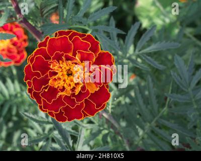 One large marigold flower, close-up shot, top view. Stock Photo