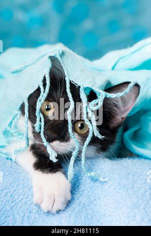 Cute kitten on blue background Stock Photo